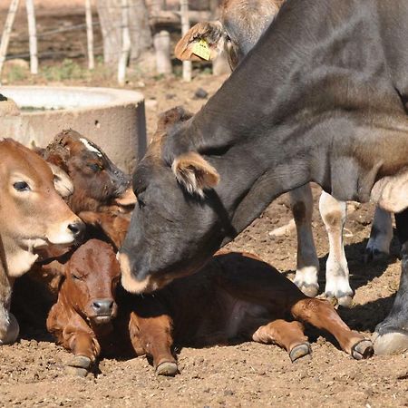 Haasenhof Gastefarm Villa Okahandja Eksteriør bilde